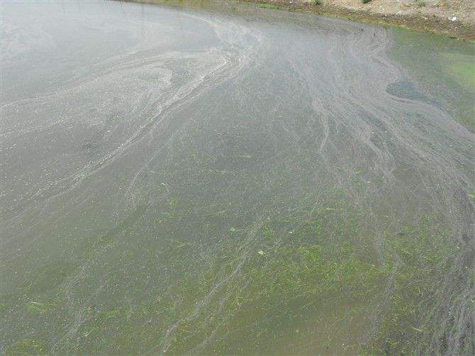 池塘消泡劑應用場景